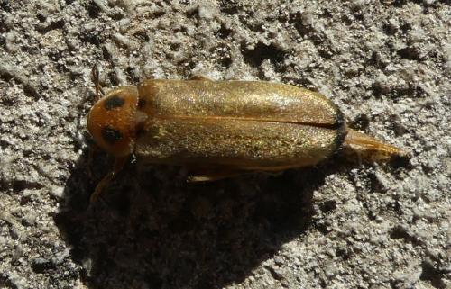 Réf. 261 057 : Osphya bipunctata